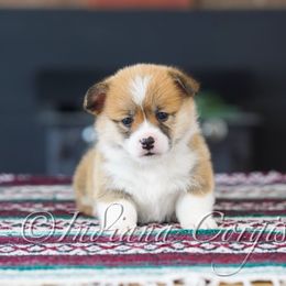 Pembroke Welsh Corgi Puppies from Indiana Corgis LLC