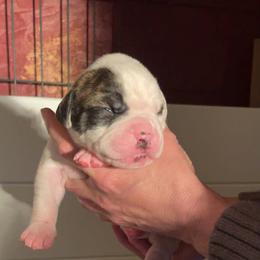 Girl 3 - White female American Bulldog puppy in La Porte, Indiana from Slayton's American Bulldogs