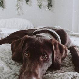 Dilute Retriever and Labrador Retriever Puppies from CKB Labradors