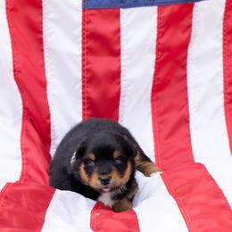 Salty - Black tri-color male Australian Shepherd puppy in Eubank, Kentucky from Ashlee's Aussies