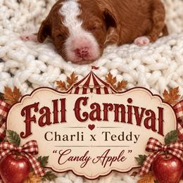 Candy Apple - Red  female Goldendoodle puppy in Nacogdoches, Texas from Designer Doodles