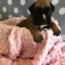 Boxer Puppies from Deutsche Boxer Von Exquisiten
