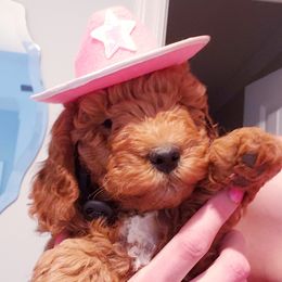 Goldendoodle Puppies from East Coast Goldendoodles