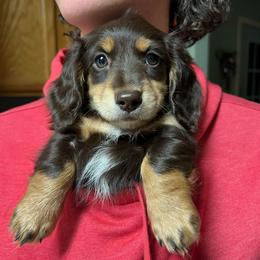 Iowa - Chocolate and tan female Dachshund puppy in Greasy, Oklahoma from 4E Dachshunds
