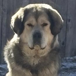 Dynasty - Tibetan Mastiff