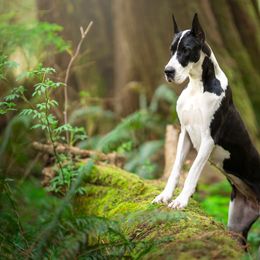 Cardigan Welsh Corgi and Great Dane All Grown Up from McOwen Kennels