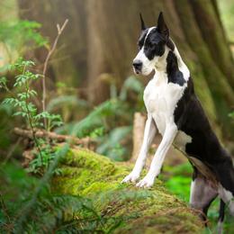 Cardigan Welsh Corgi and Great Dane All Grown Up from McOwen Kennels
