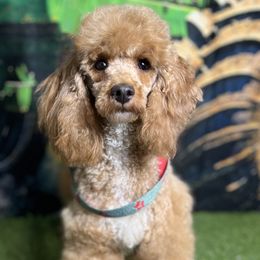 Cavalier King Charles Spaniels and Golden Retrievers from Fluffy Buttz