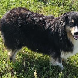 Honey - Australian Shepherd