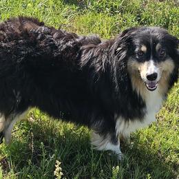 Honey - Australian Shepherd