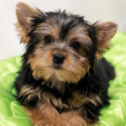 Charming Girl - Blue and gold female Yorkshire Terrier puppy in Stanton, California from Essence of Grace Yorkies
