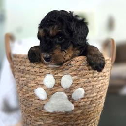 Maui - Black phantom female Aussiedoodle puppy in Saint Cloud, Florida from Jagged Oaks Farm
