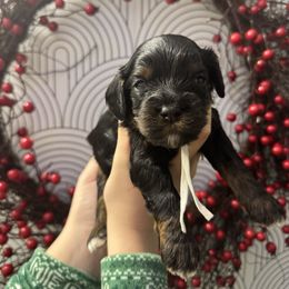 Floyd - Black and tan male Cavapoo puppy in Linden, Michigan from Maple Drive Doodles