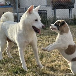 Pan - Akita