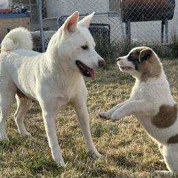 Pan - Akita