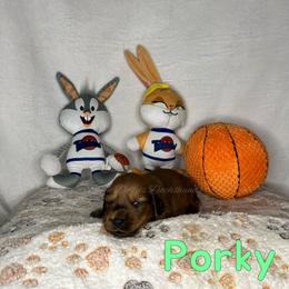 Red - Red male Dachshund puppy in Monitor, Washington from Shannon Dolly’s Dachshunds