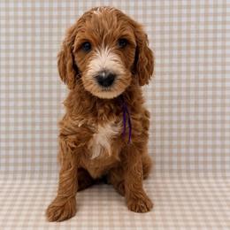 Pepper - Parti female Goldendoodle puppy in La Porte, Texas from B+C Doodles