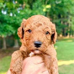 Boy 3 - Red  male Goldendoodle puppy in Philadelphia, Mississippi from Oakie Doodles