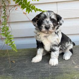 Bonnie Blue - Blue brindle female Havapoo puppy in Bowling Green, Kentucky from Denise Clark