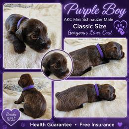 AKC Purple Boy Liver coat - Liver male Miniature Schnauzer puppy in Temple, Texas from Schnauzers Of Taylor