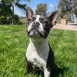 Bebe - Boston Terrier
