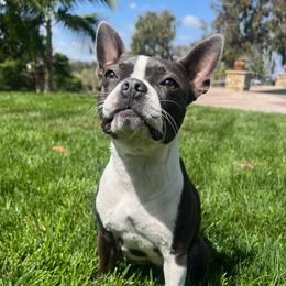 Bebe - Boston Terrier