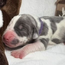 Shiloh - Harlequin female Great Dane puppy in Weatherford, Texas from Oak Bend Danes