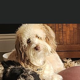 Aussiedoodle and Goldendoodle Puppies from Saddle Hill Farms