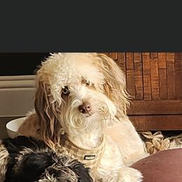 Aussiedoodle and Goldendoodle Puppies from Saddle Hill Farms