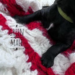 Goldendoodle and Poodle Puppies from Trammell’s Southern Pups