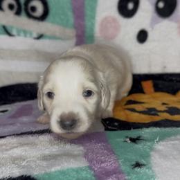 Gray collar - Cream male Dachshund puppy in Poteau, Oklahoma from Sisters Dazzling Dachshunds