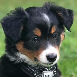 Miniature Australian Shepherds from Noble Custom Mini and Toy Aussies