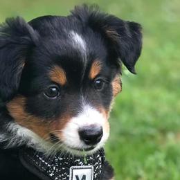Miniature Australian Shepherds from Noble Custom Mini and Toy Aussies