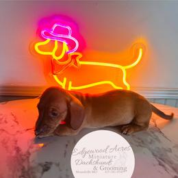 Cream Girl 2 - Cream female Dachshund puppy in Moundville, Missouri from Edgewood Acres Miniature Longhair Dachshunds