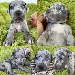 Catahoula Leopard Dog Puppies from Middle Acres Catahoulas