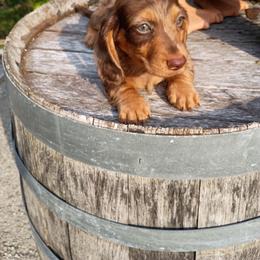 BANDIT - Dapple male Dachshund puppy in Dayton, Ohio from LUXEYPUPS
