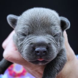 Clove - Blue male Staffordshire Bull Terrier puppy in Dallas, Texas from Wild Blue Staffords