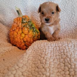 Maltipoo Puppies from Snow Pond Farm