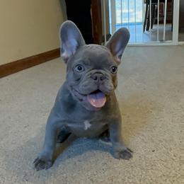French Bulldog Puppies from Lilac City Frenchies