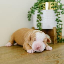 Copper - Red male Bernedoodle puppy in Spanish Fork, Utah from K Brand Doodles