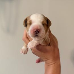 Bingley - Red male Australian Labradoodle puppy in Summerfield, North Carolina from Four Oaks Labradoodles