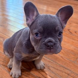 French Bulldog puppies from Mid Coast Frenchies
