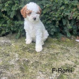 Remi - Blenheim female Cavapoo puppy in Strasburg, Pennsylvania from Still Water Puppies