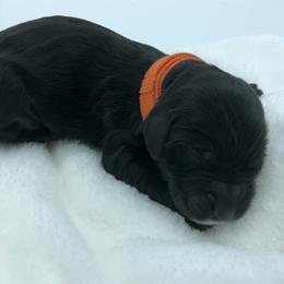 Bernedoodle and Goldendoodle Puppies from Bailey Mountain Doodles