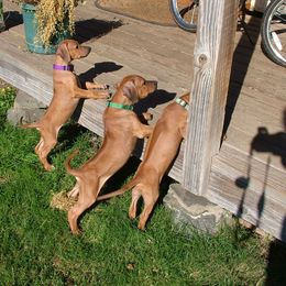 Rhodesian Ridgeback Puppies from ApacheRidge Ranch