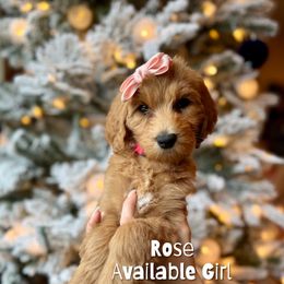 Rose - Red  female Goldendoodle puppy in Orangevale, California from Ugly Dad Doodles