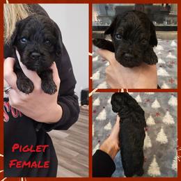 Piglet - Black and tan female Cockapoo puppy in Zanesville, Ohio from Oodles of Doodles & Poos