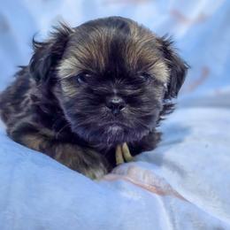 Poodle, Shichon, Shihpoo, Shih Tzu, and Shorkie Puppies from Ever After Tails