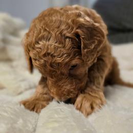 Annie - Red female Labradoodle puppy in Lansing, North Carolina from Murphy Manor Mountain Doodles