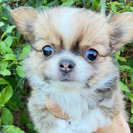 Simon - Fawn and white male Chihuahua puppy in El Sobrante, California from Dolce Coco Chihuahuas